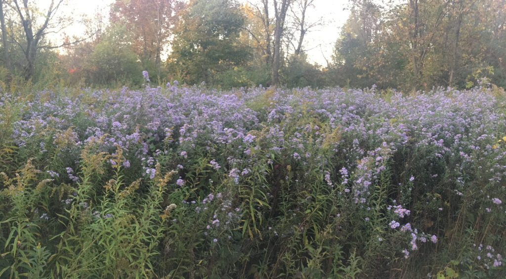 A stand of blue heath aster in a forest clearing
